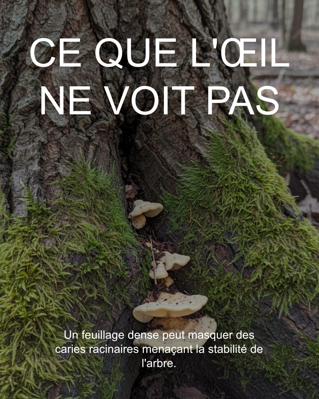 L'illusion de la vigueur !

Votre arbre semble sain, mais cache-t-il un danger invisible pour votre demeure ? 

#Arborivert #AnalyseDeRisque #SecuriteArbre #ExpertiseArbo #Arboriculture