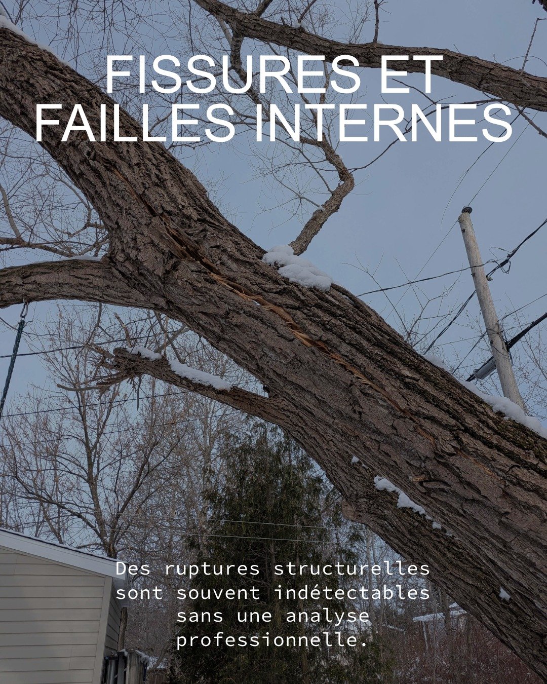 Un arbre peut para&icirc;tre vigoureux &agrave; l'ext&eacute;rieur tout en &eacute;tant une menace pour votre s&eacute;curit&eacute;. L'analyse de risque, c'est notre fa&ccedil;on de "voir" l'invisible : fissures internes, caries racinaires