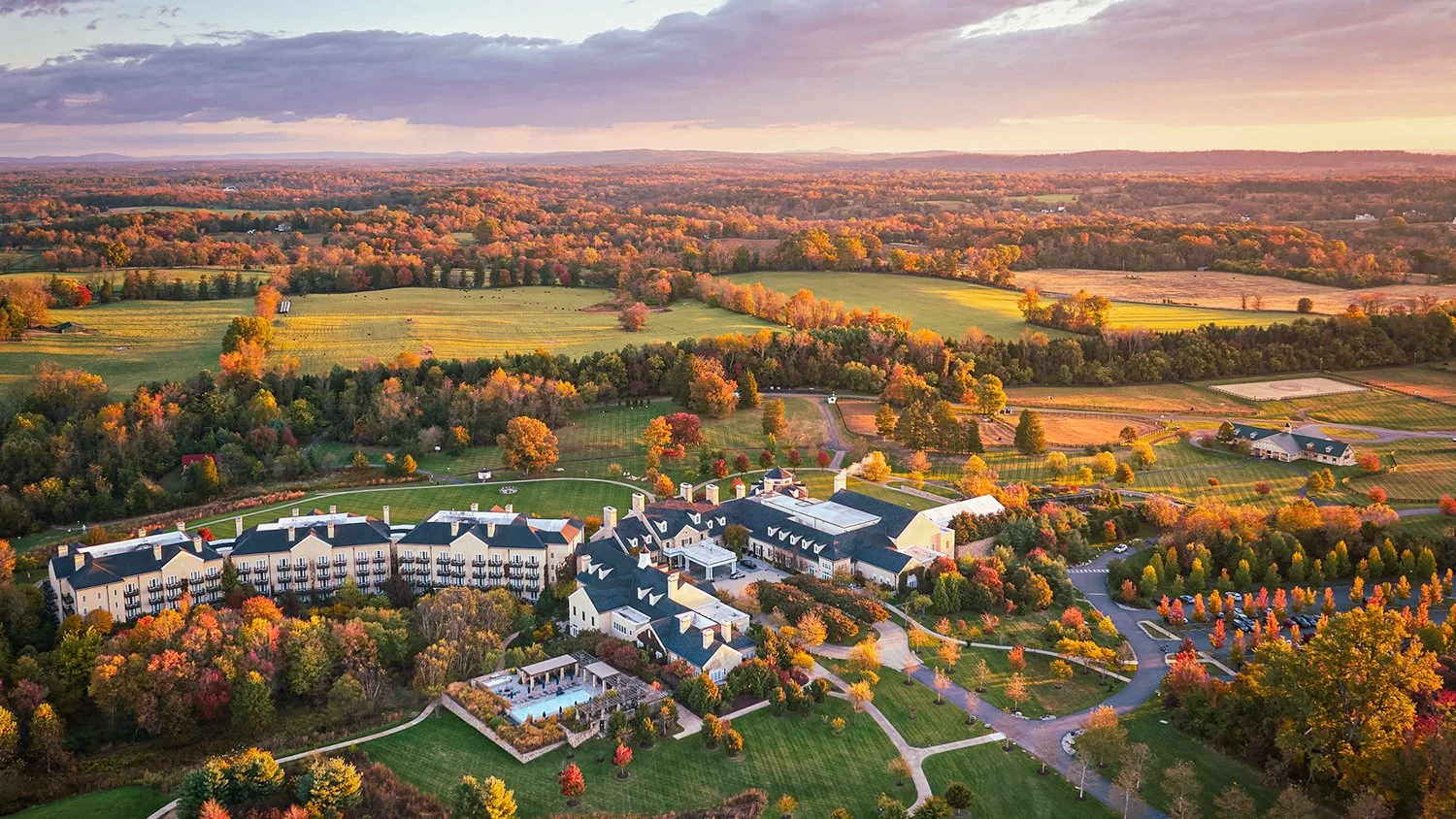 Salamander Collection