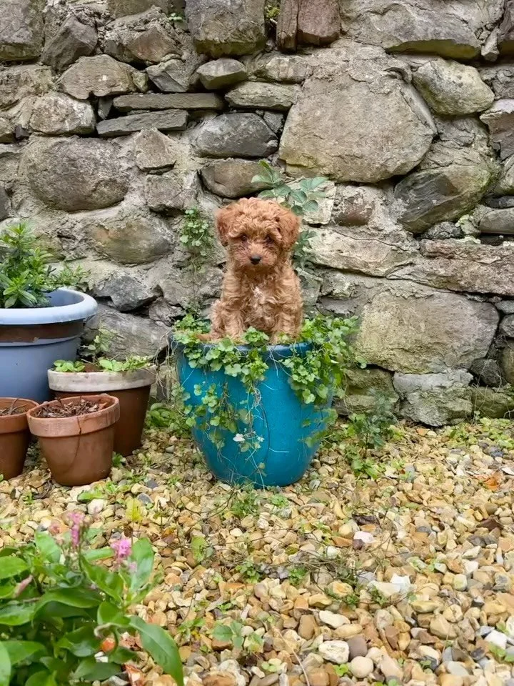 Since this guy is the reason my productivity has dropped to zero, and I have no new content, I figured I may as well dump this here. 🐶 I hope it brightens your feed 

I *suppose* I&rsquo;ll go back to handstands etc after this &hellip;but for now it