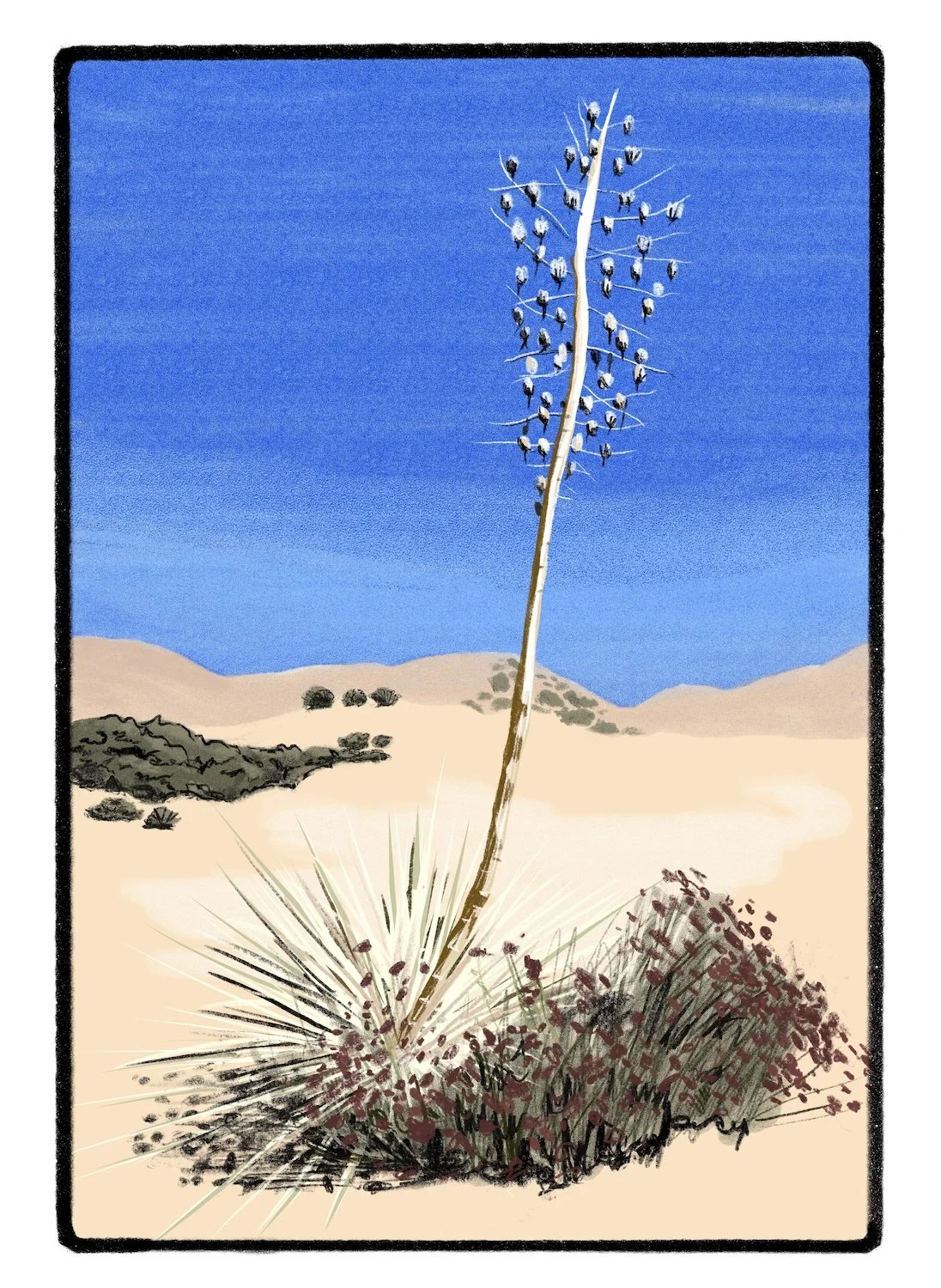 afthayer_Yucca_1500.jpeg