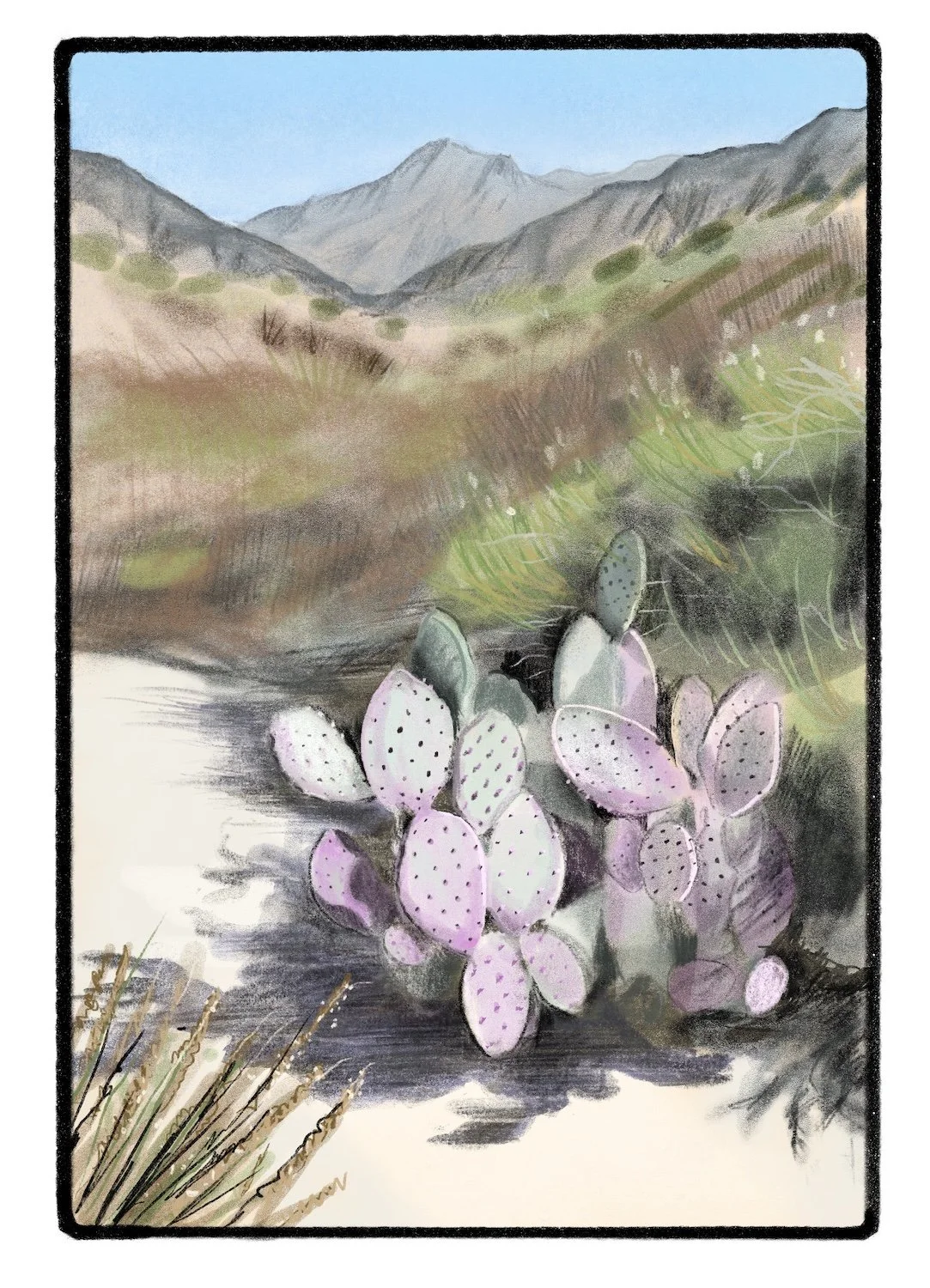 afthayer_Paddle_Cactus_1500.jpeg