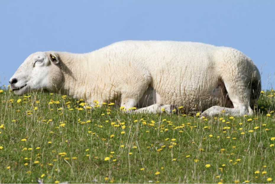 A blissed out sheep