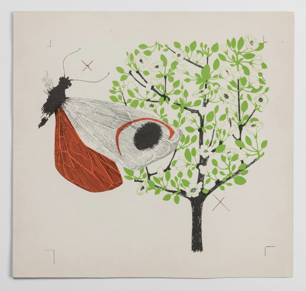 A printed draft of  La mela e la farfalla  (the apple and the butterfly), 1958