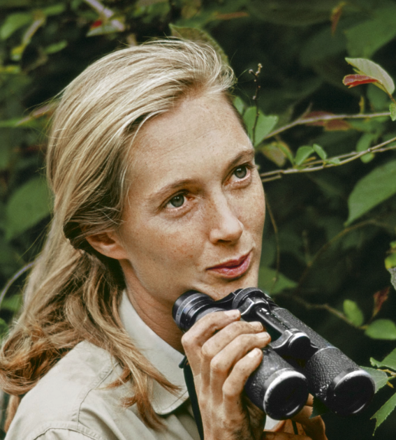 Jane Goodall's Surprising Asset 