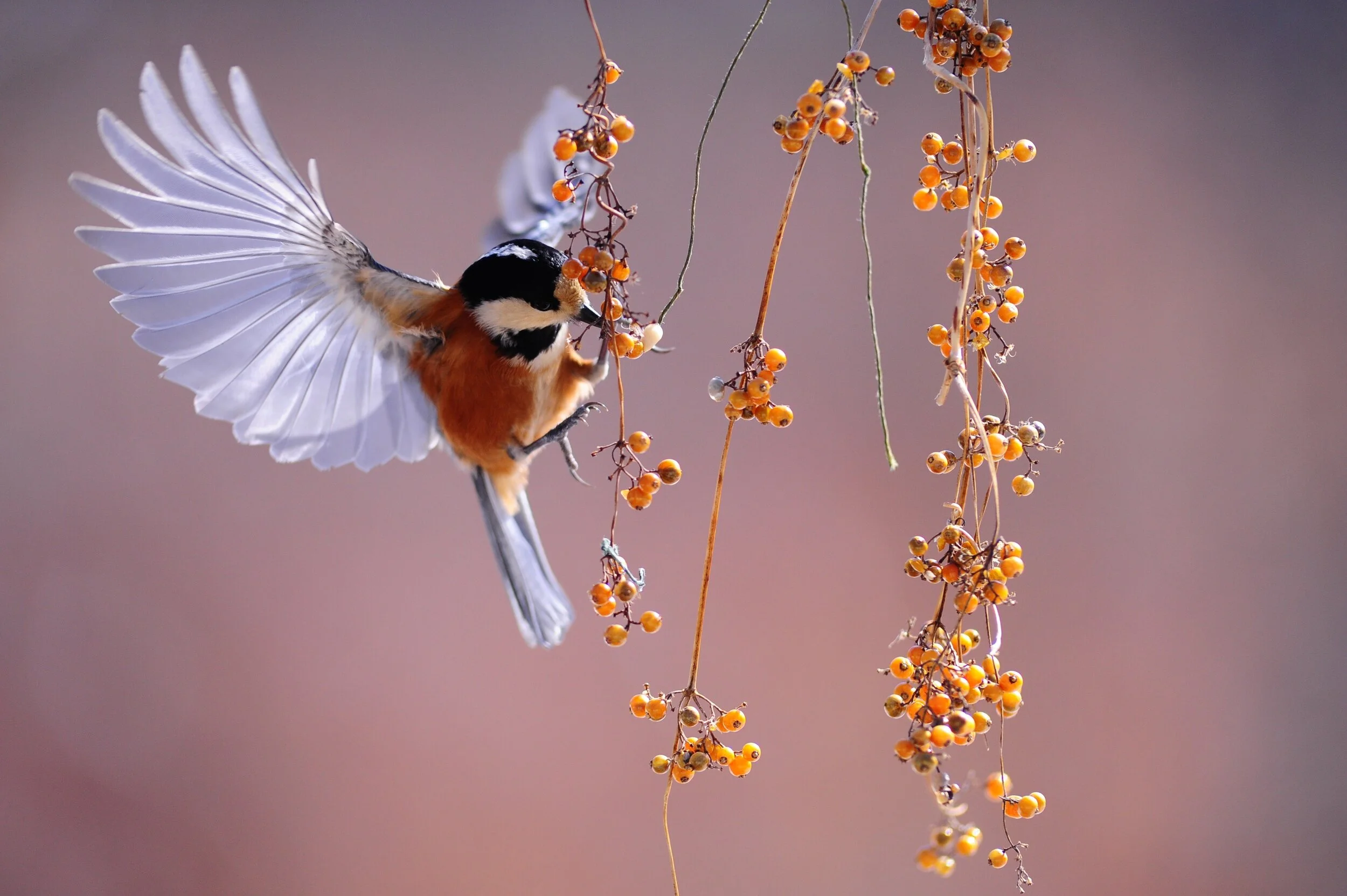 Rumi's Poem on Presence