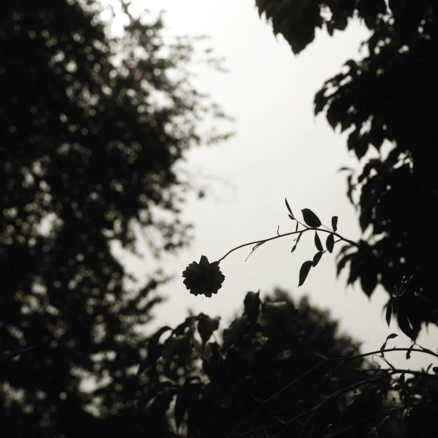 The same little bloom, three different visions. From moody and emotionally dark&hellip; to sweet and cheery. I&rsquo;m in love with the first one today. The color image doesn&rsquo;t really feel like me (it feels &ldquo;too digitally&rdquo;) but it w