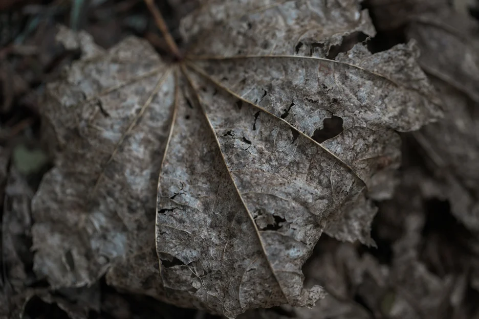 _MG_4104.jpg