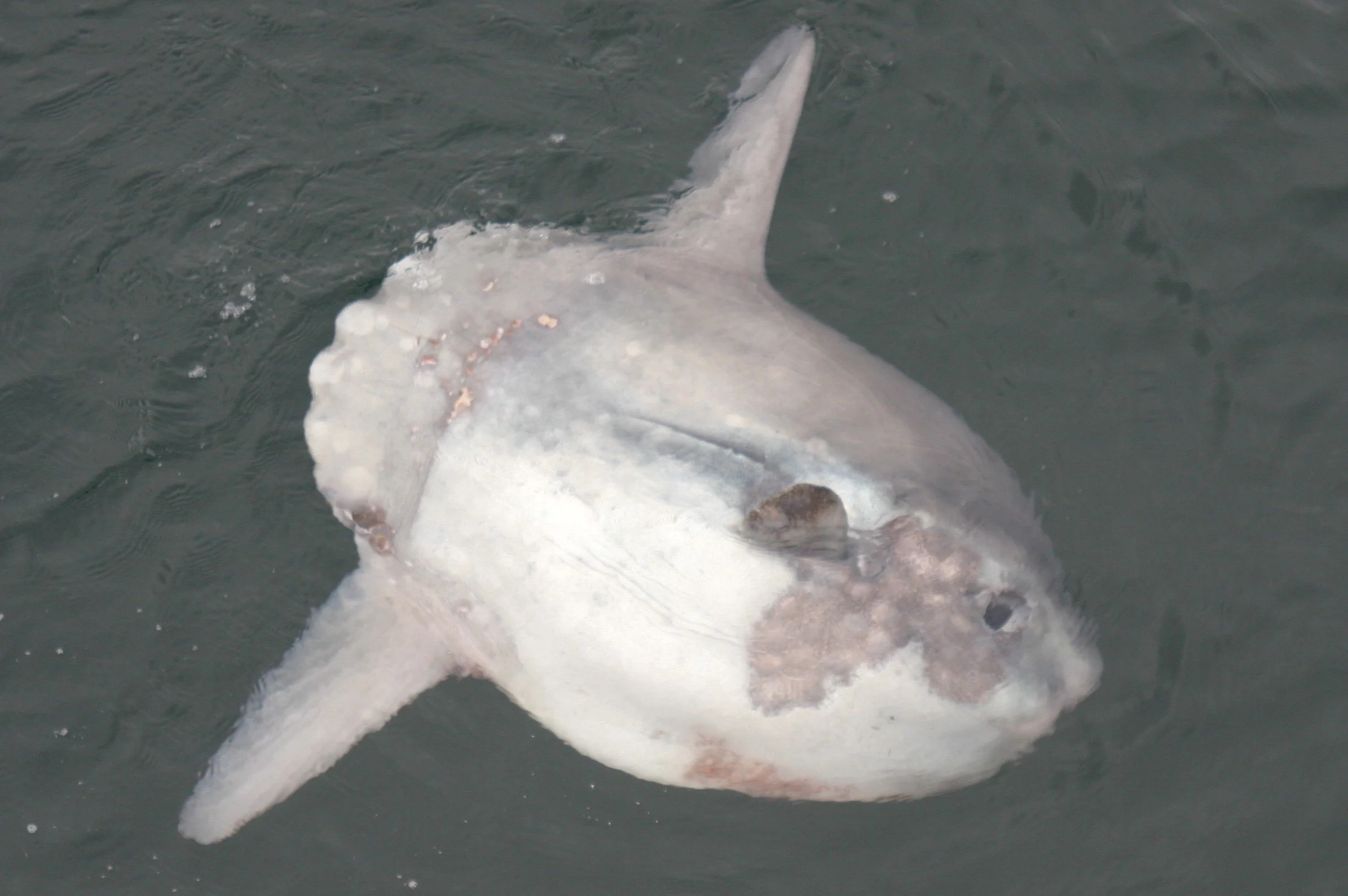 A sunfish just below the surface of the sea.  Sunfish position themselves on their side at the surface, exposing their whole side - no one really knows why