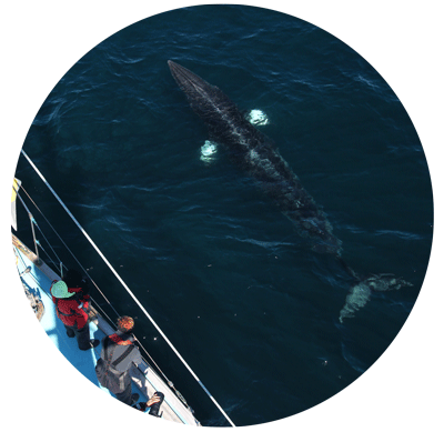 RespoWhaleWatch_Edu.png