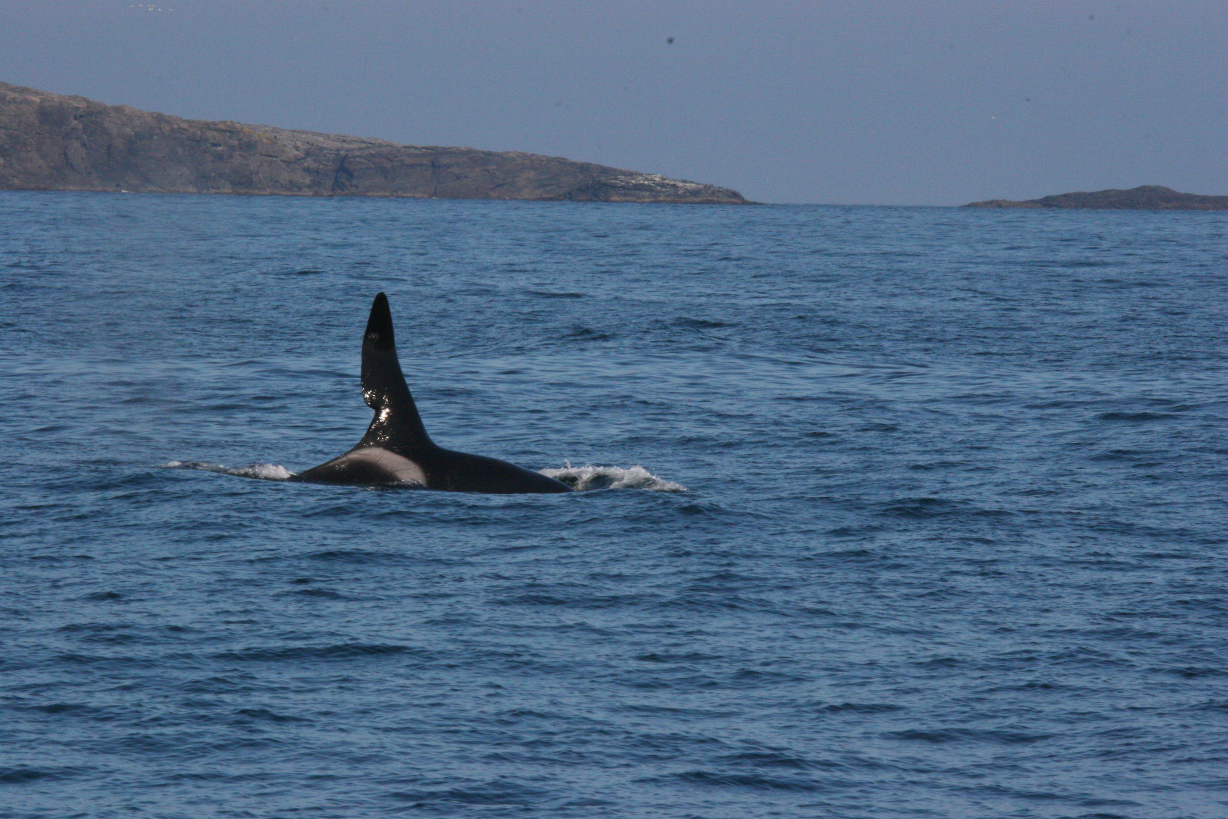 Communities monitor west coast killer whales — Hebridean Whale ...