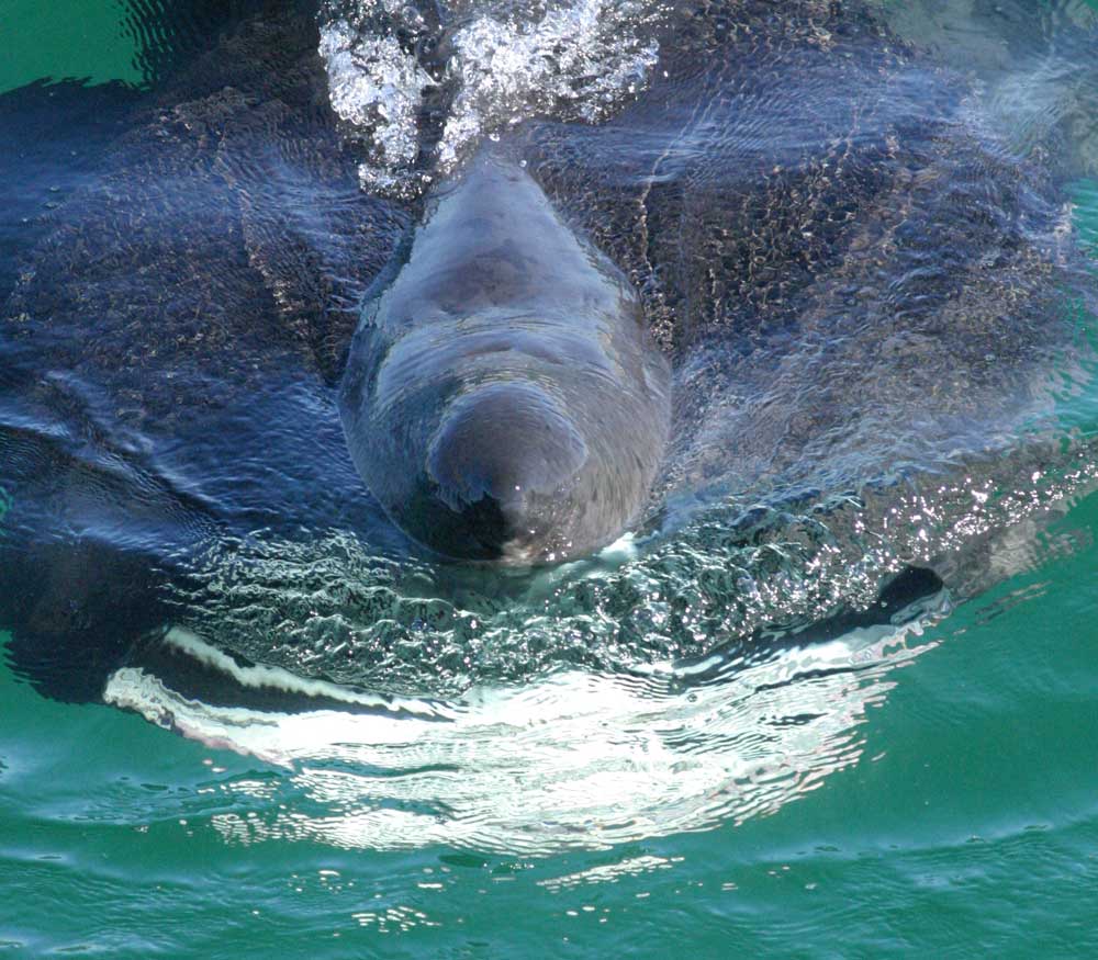Basking Shark — Hebridean Whale & Dolphin Trust