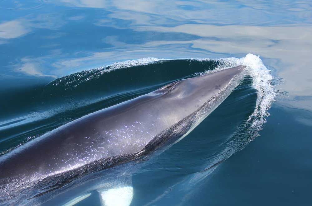 Minke Whale — Hebridean Whale & Dolphin Trust