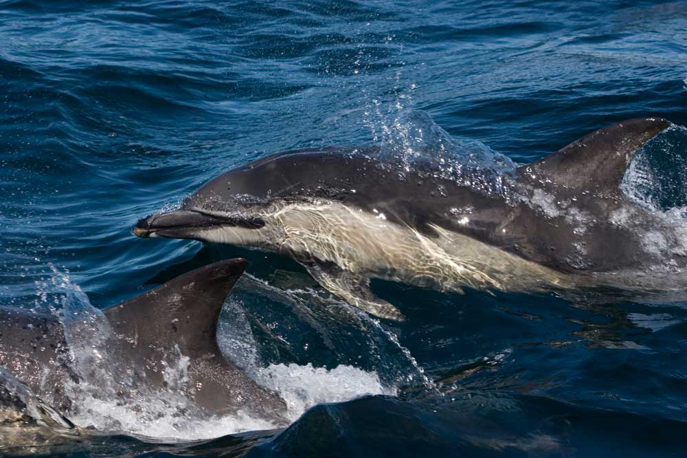 Short-beaked common dolphin — Hebridean Whale &amp; Dolphin Trust