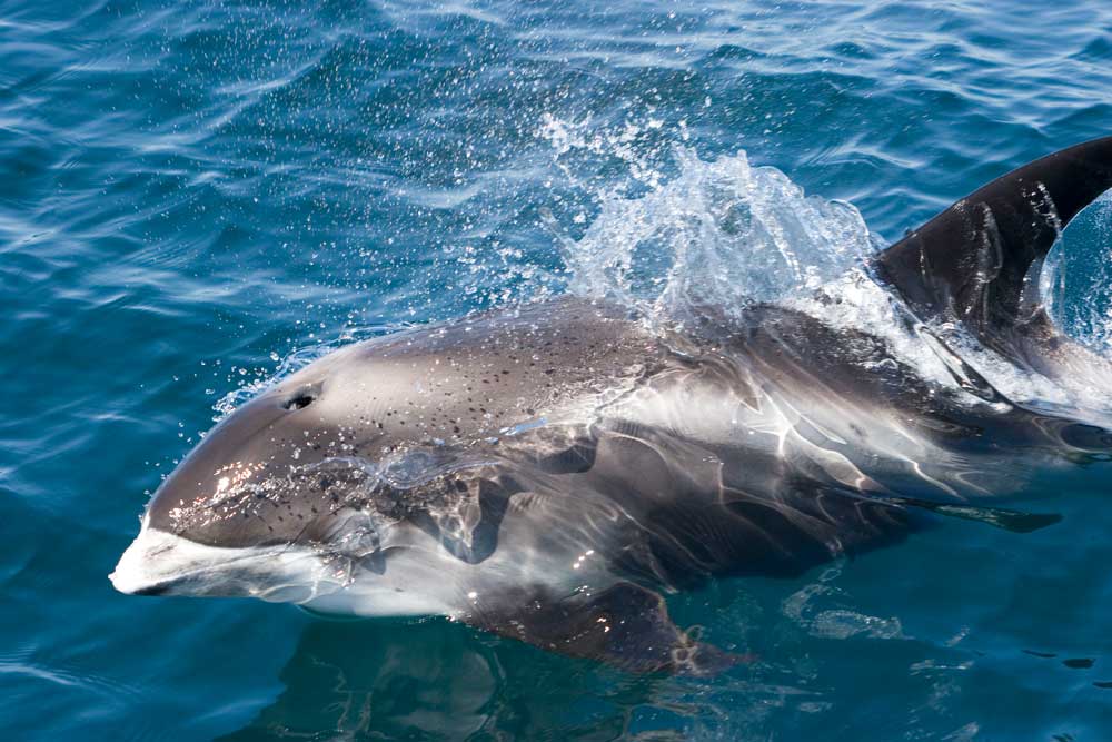 White-beaked Dolphin — Hebridean Whale & Dolphin Trust