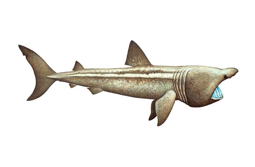 Basking Shark — Hebridean Whale & Dolphin Trust