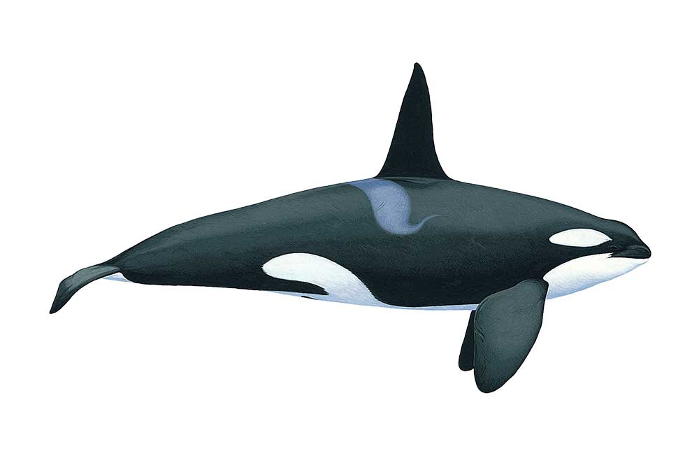 Killer Whale — Hebridean Whale & Dolphin Trust