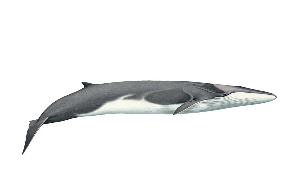 FinWhale-Illustration.jpg