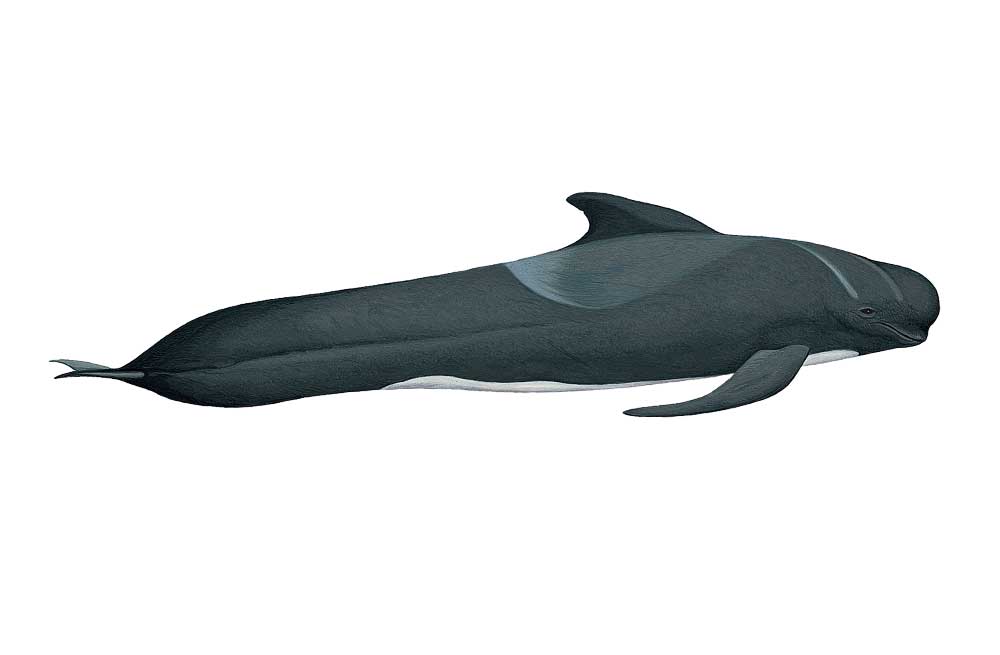 Long-finned Pilot Whale — Hebridean Whale & Dolphin Trust