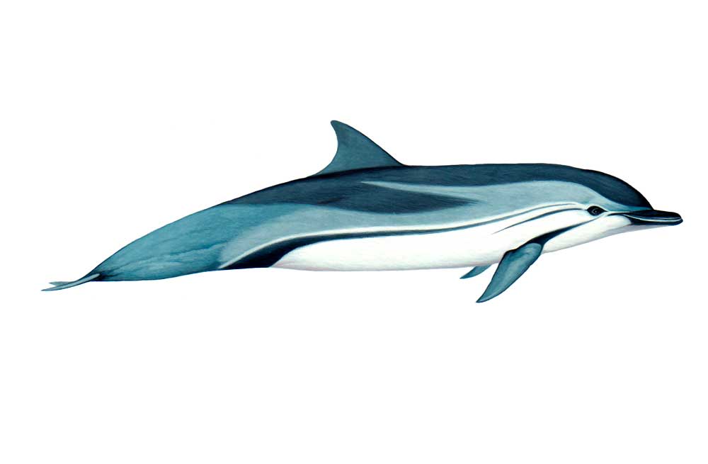 Striped-Dolphin-Illustration.jpg