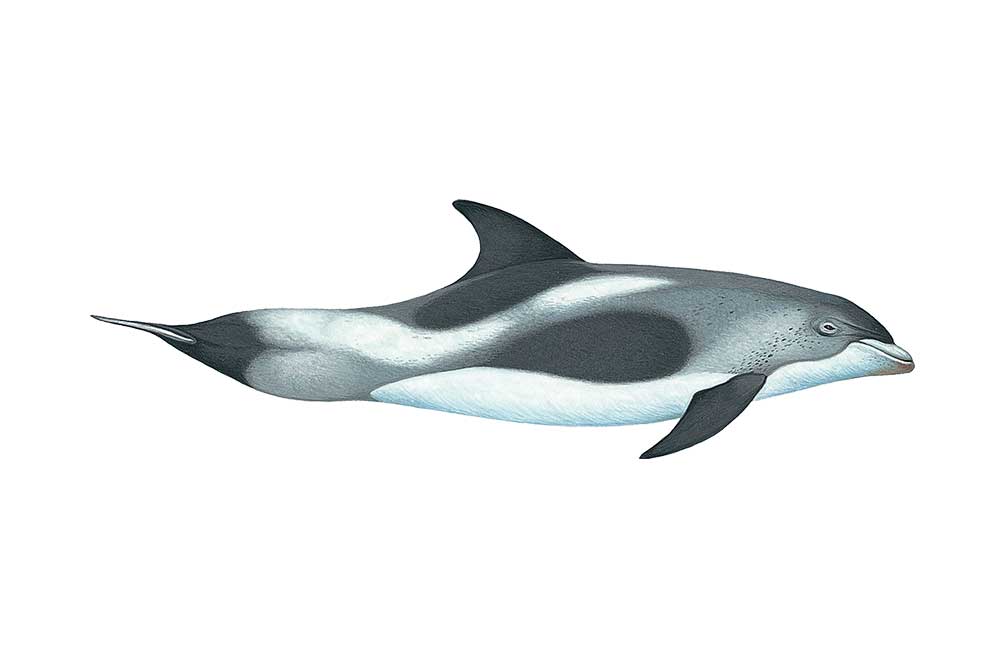 WhiteBeakedDolphin-Illustration.jpg