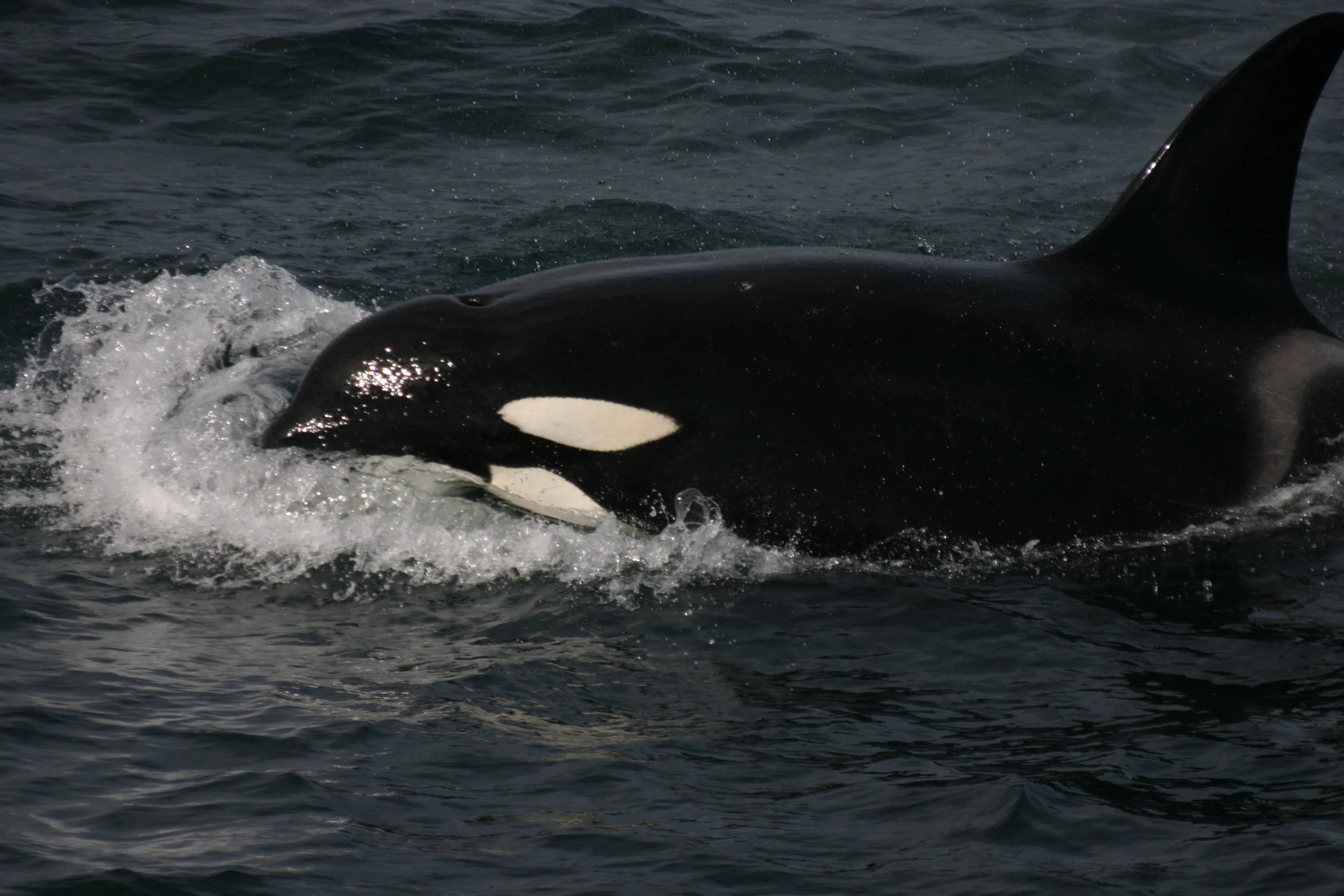 Community sightings summary: July 2017