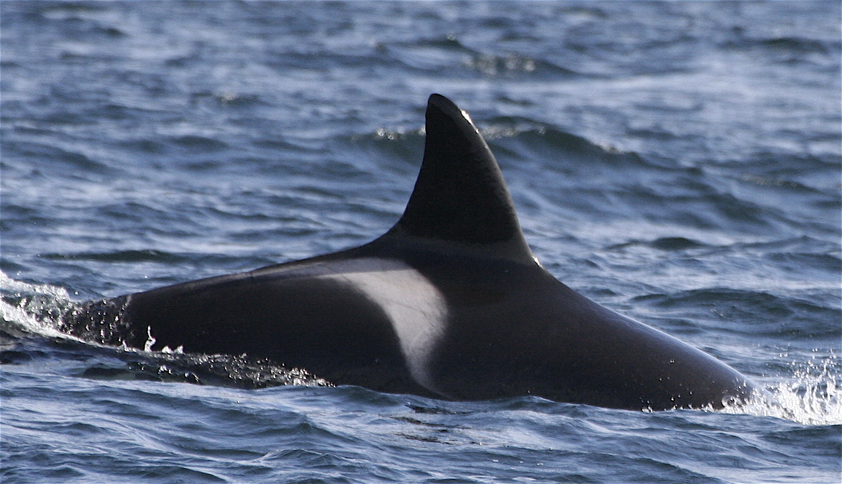 Puffin (W09)