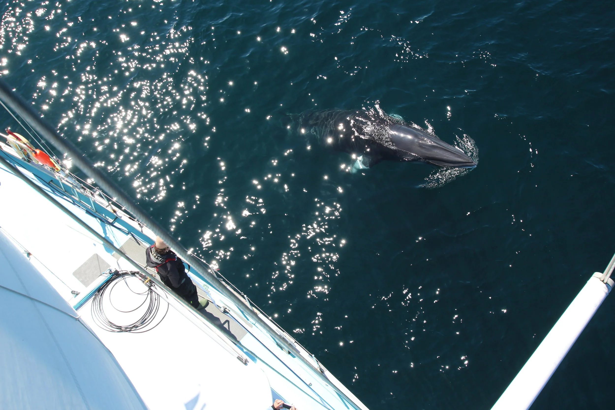 2018 Survey Expedition Dates Launched