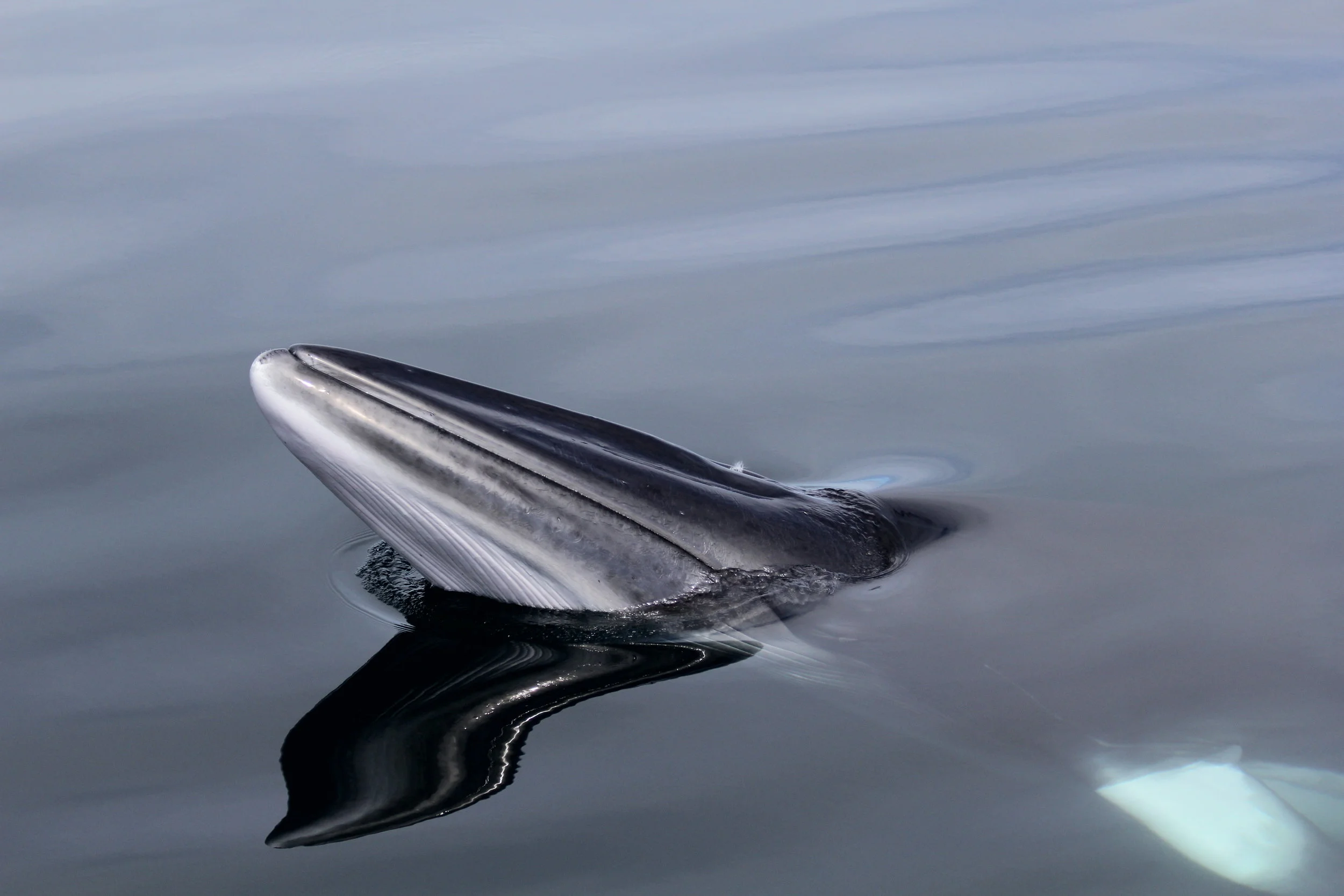 Scottish Government Agree to Support Four Marine Protected Areas in Scotland for Whales, Dolphins and Sharks 