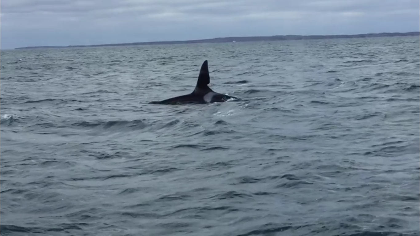 Killer Whale Alert! John Coe and Friend Spotted off North Coast of Mull