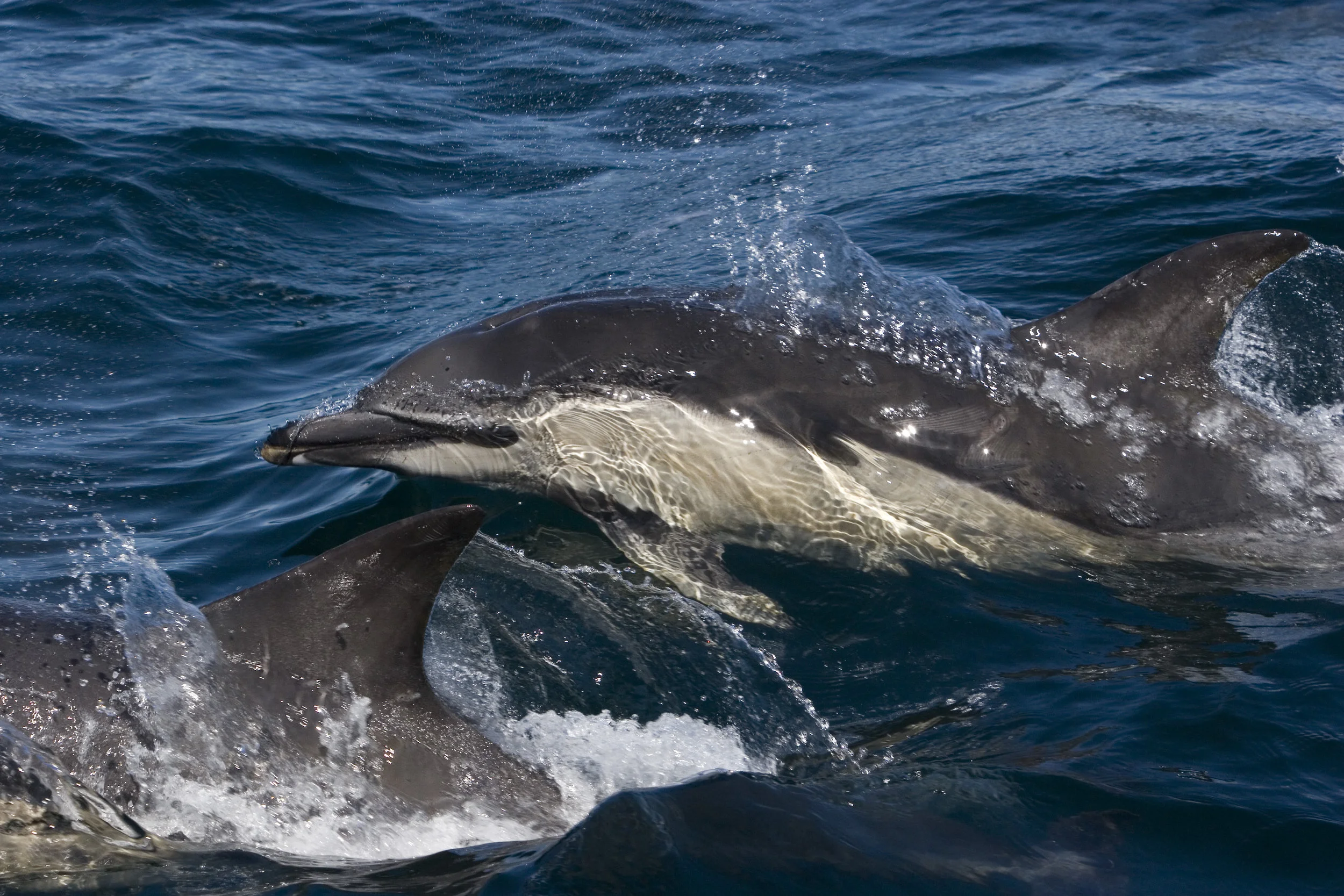*PRESS RELEASE* Record numbers of common dolphin sightings off Scotland’s west coast