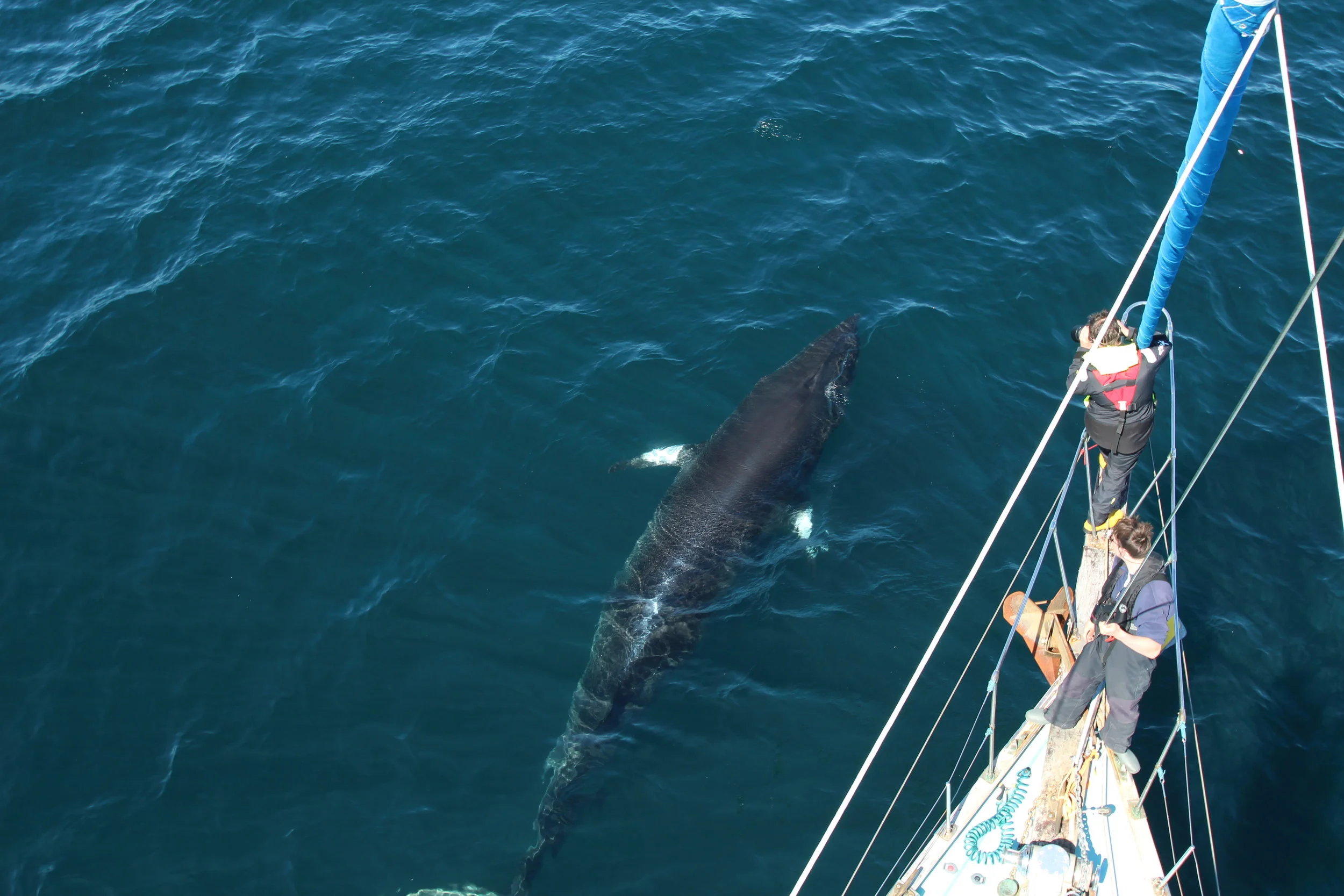 *PRESS RELEASE* Expeditions to study health of whales in Hebrides using pioneering laser photography