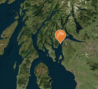 Rare sightings of killer whales in the Clyde