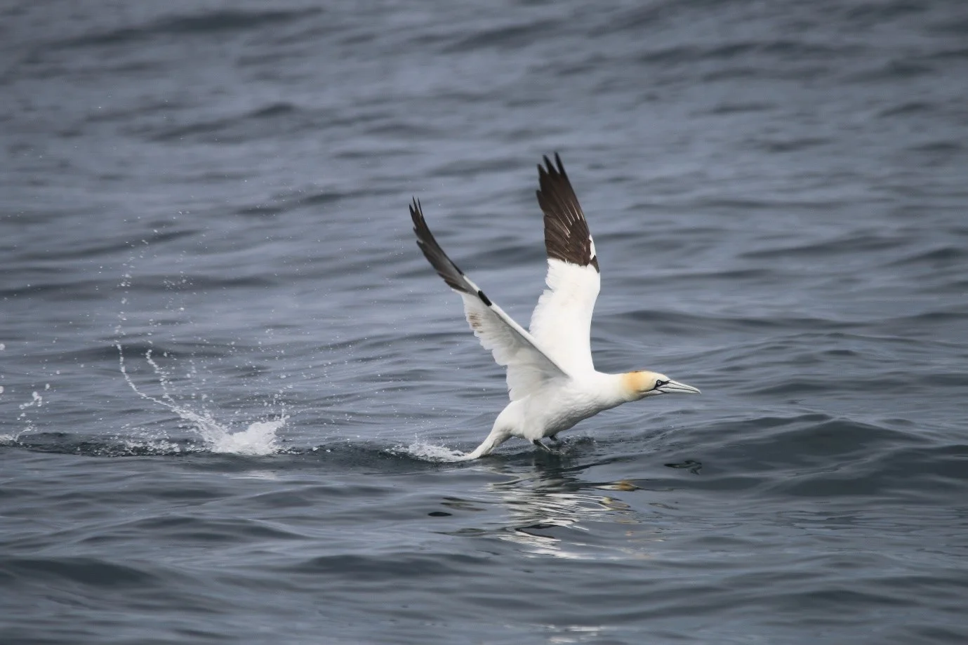 One of the hundreds of gannets seen on HWDT 4