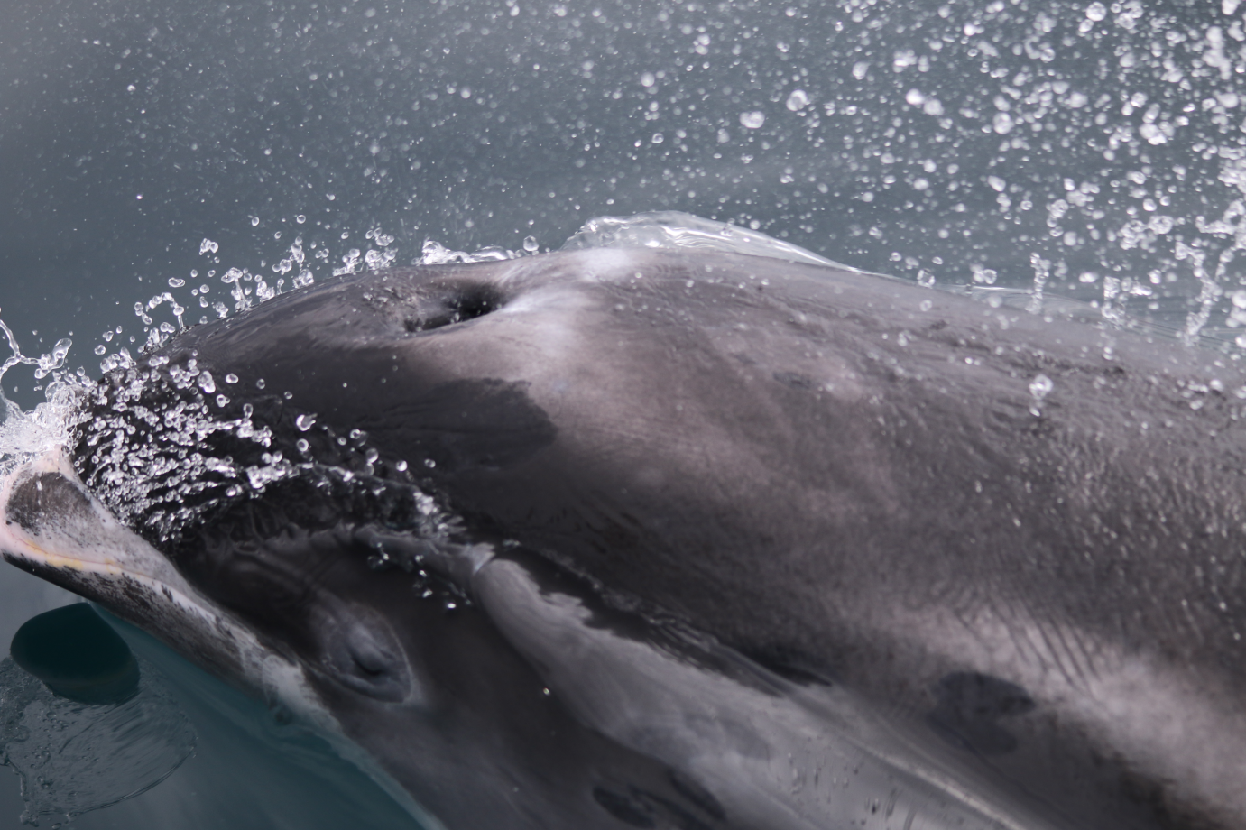 One of the white-beaked dolphins that came to bow ride