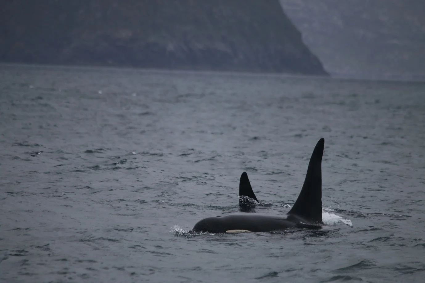 The two male killer whales that came over for a closer look