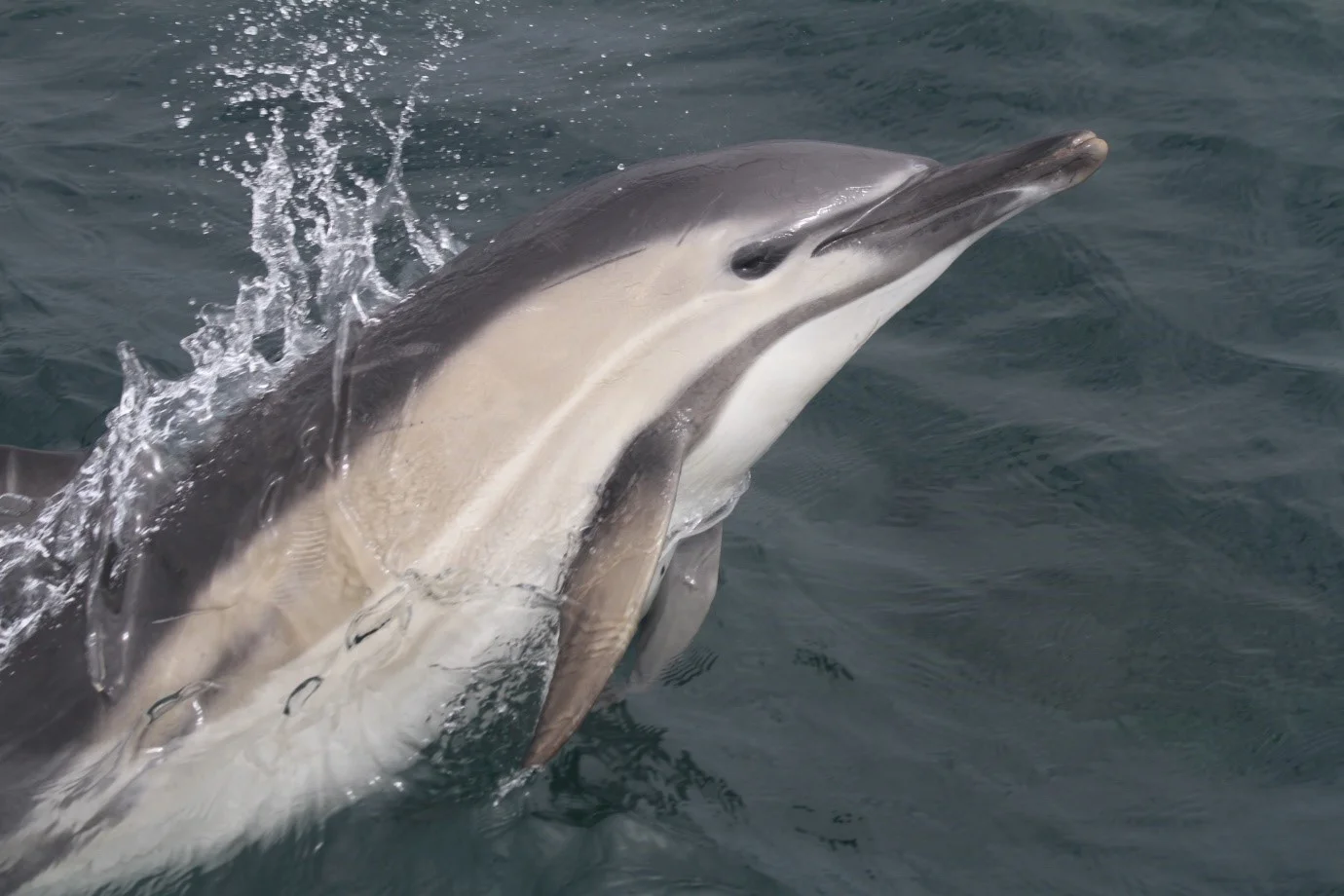 One of the many bow riding common dolphins