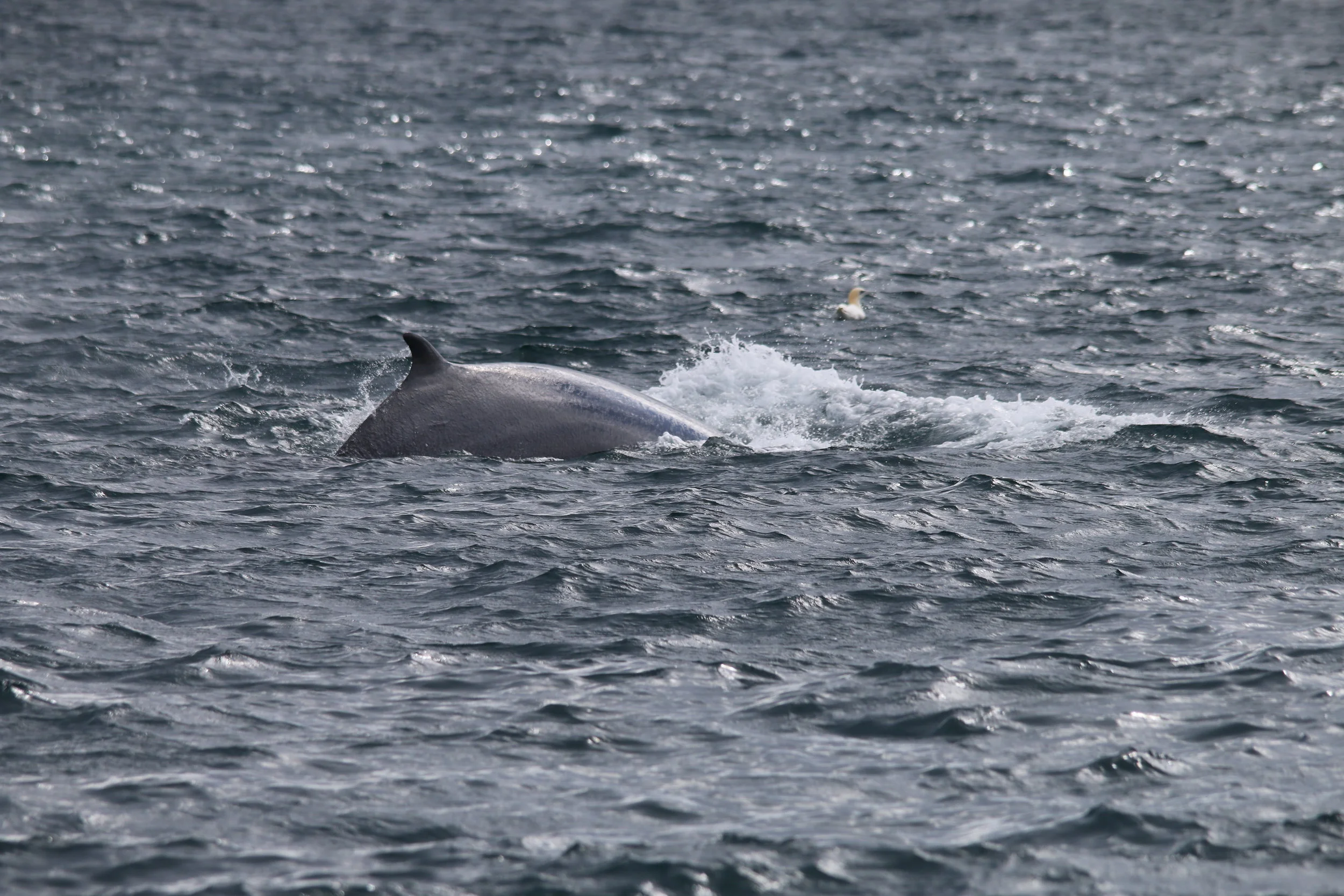 IMG_4866.JPG