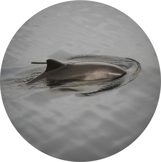 porpoise_research.png