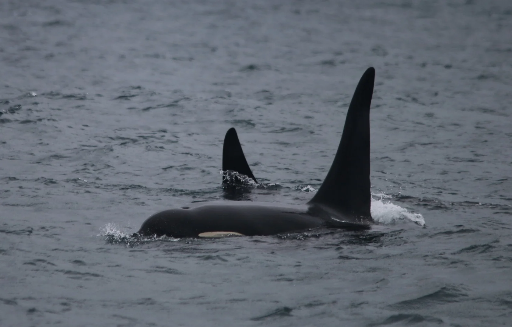 Survey Summary: HWDT 5