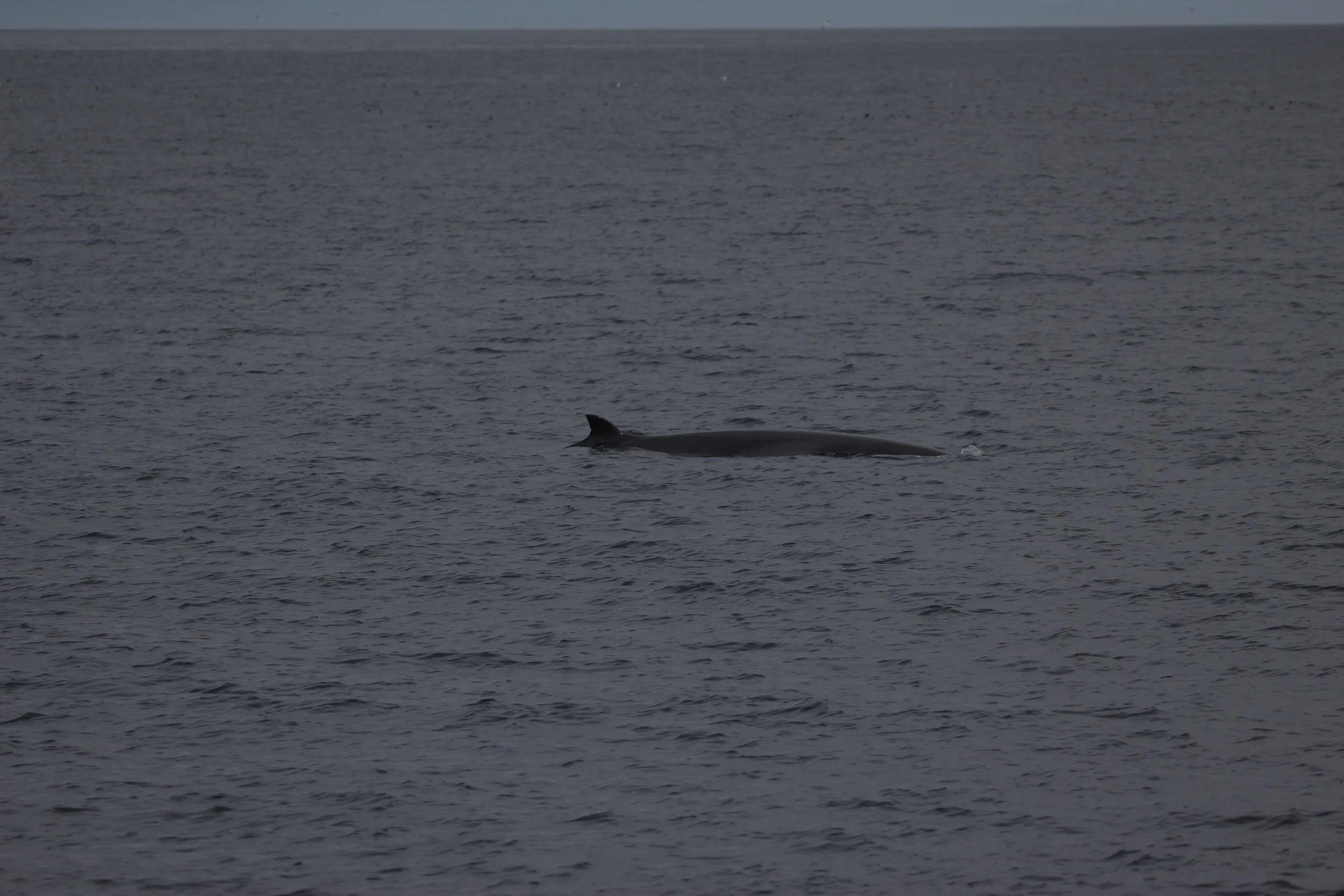 *PRESS RELEASE * 'Knobble’ the Minke Whale Visits Hebridean Waters for 13th Year in a Row!