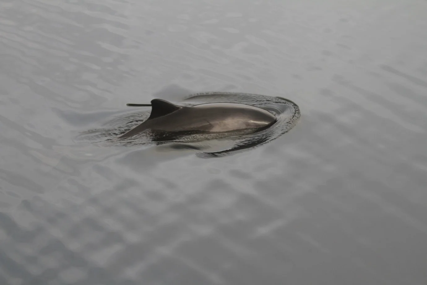 One of the inquisitve porpoises, surfacing next to Silurian.
