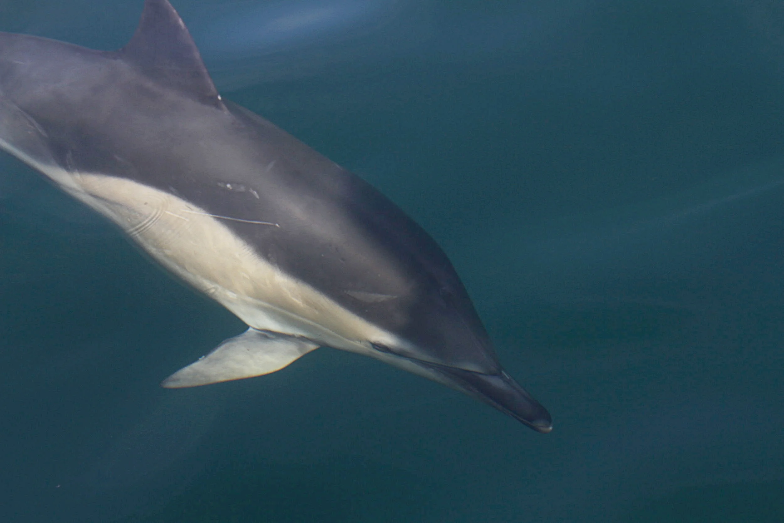 Survey Summary: Teen Research Expedition 2