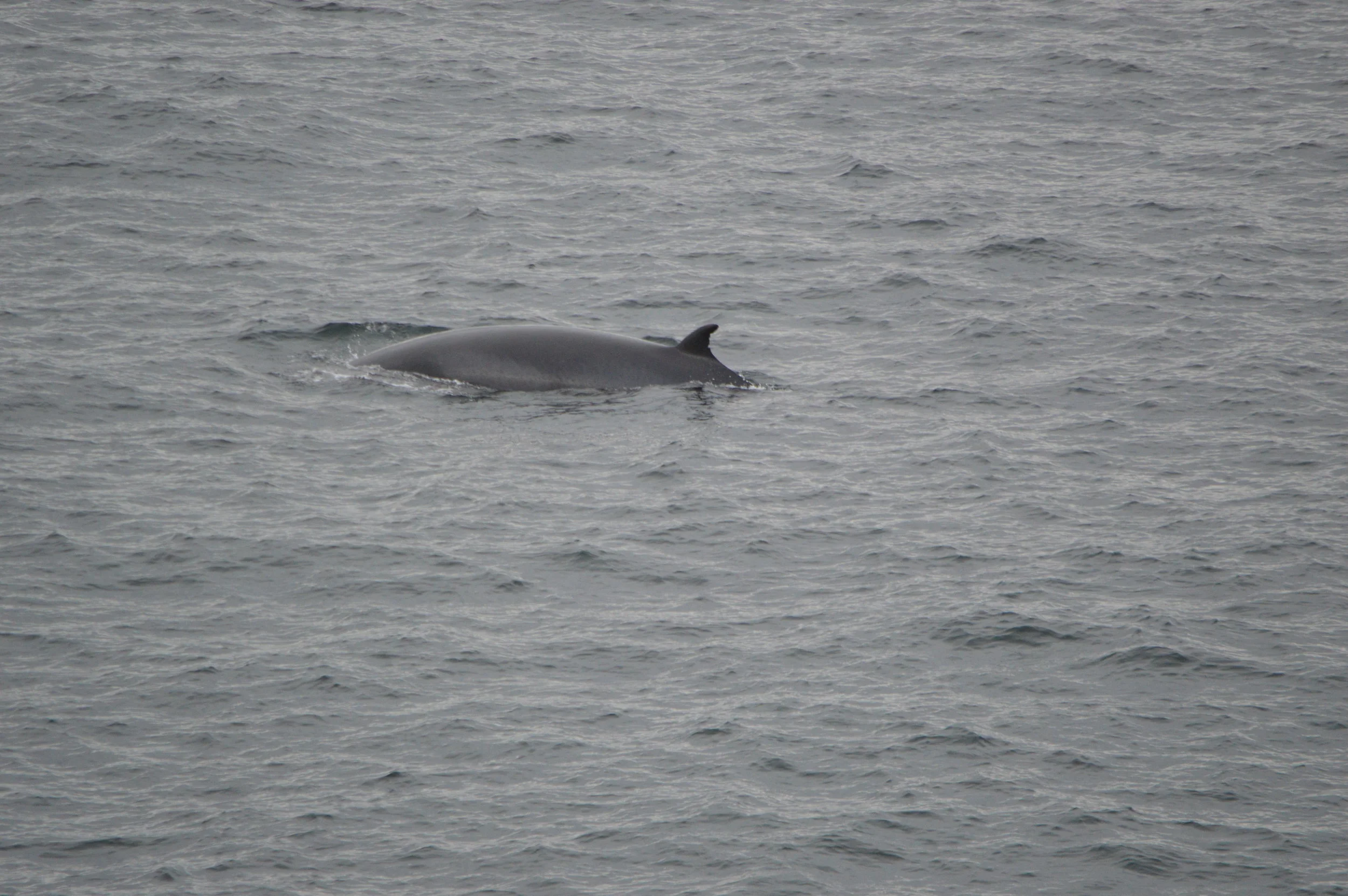 Spotted: Kasey the Minke Whale