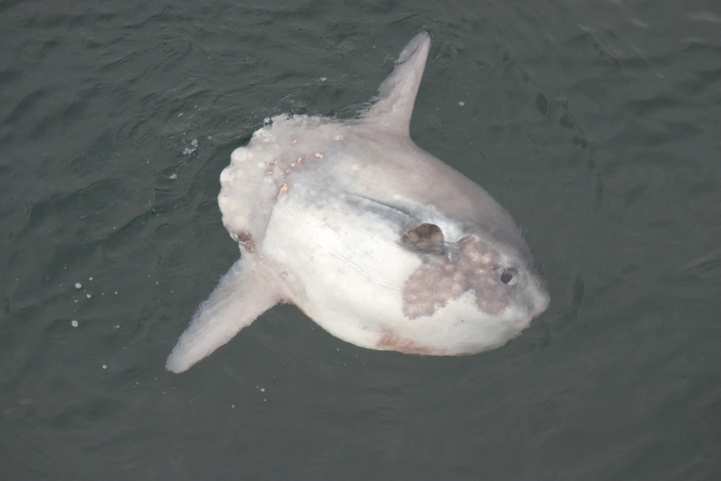 Sunfish Sightings off Scottish West Coast
