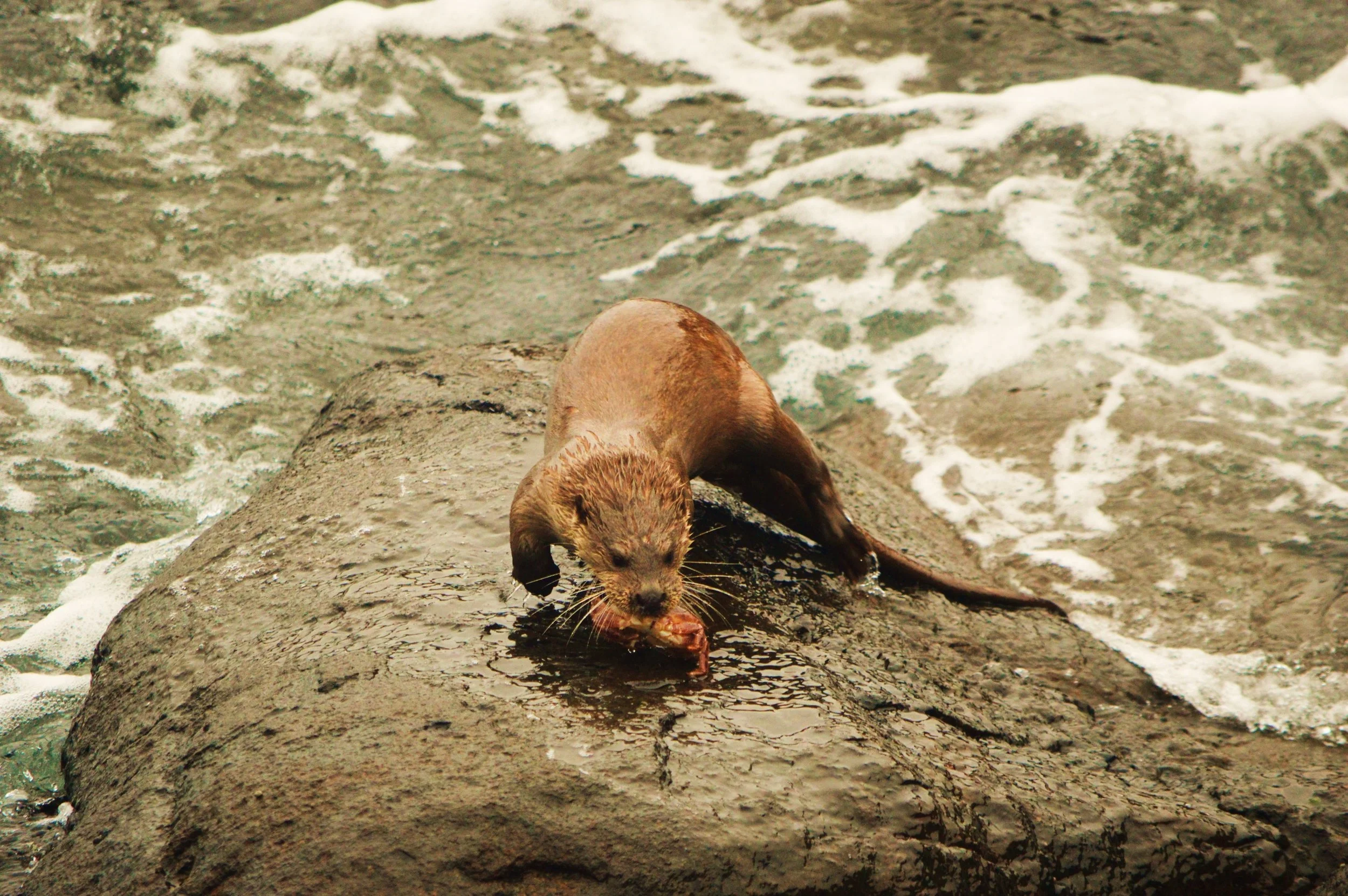 Ardnamurchan Whale Tales: part III
