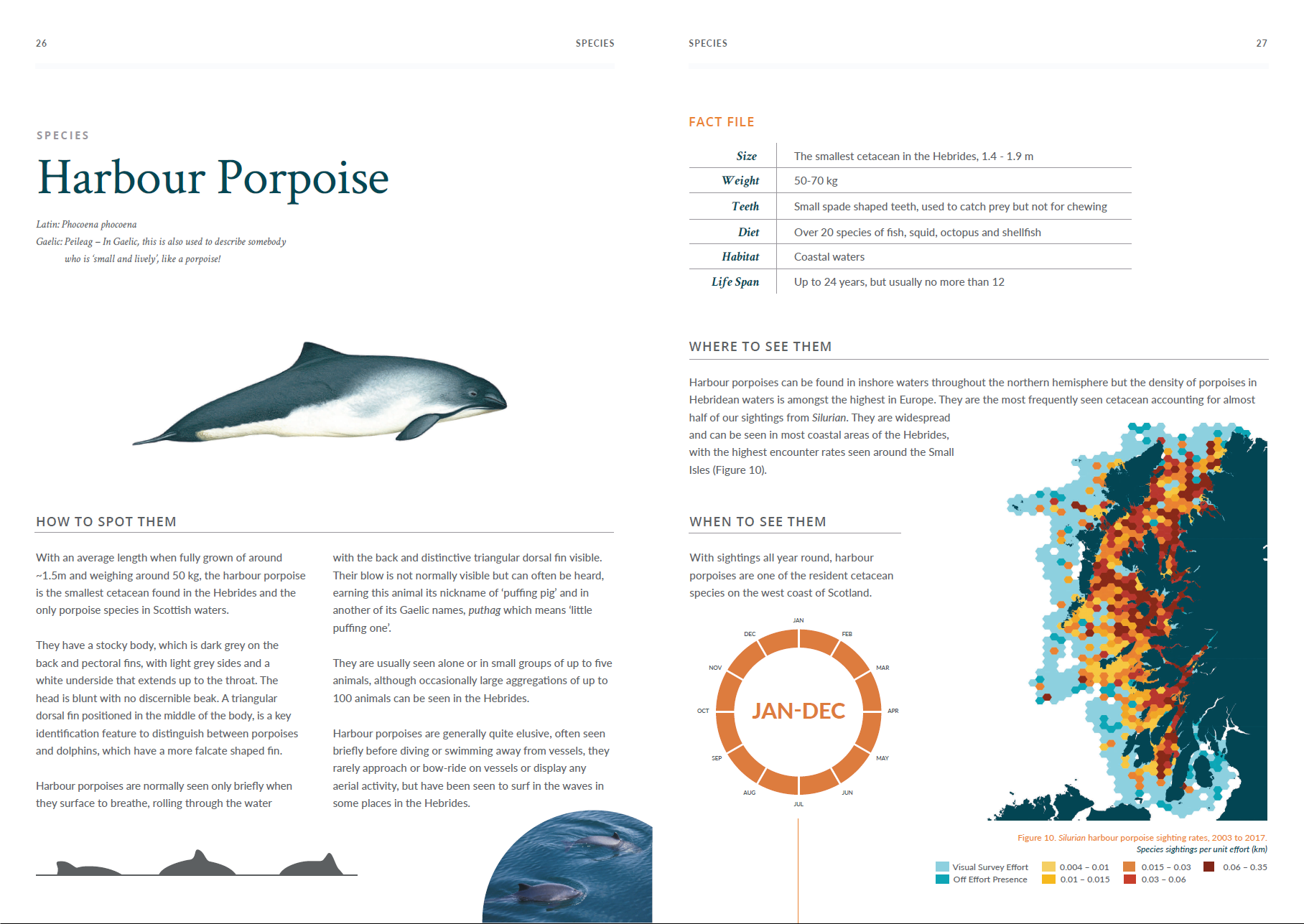 Atlas - harbour porpoise.png