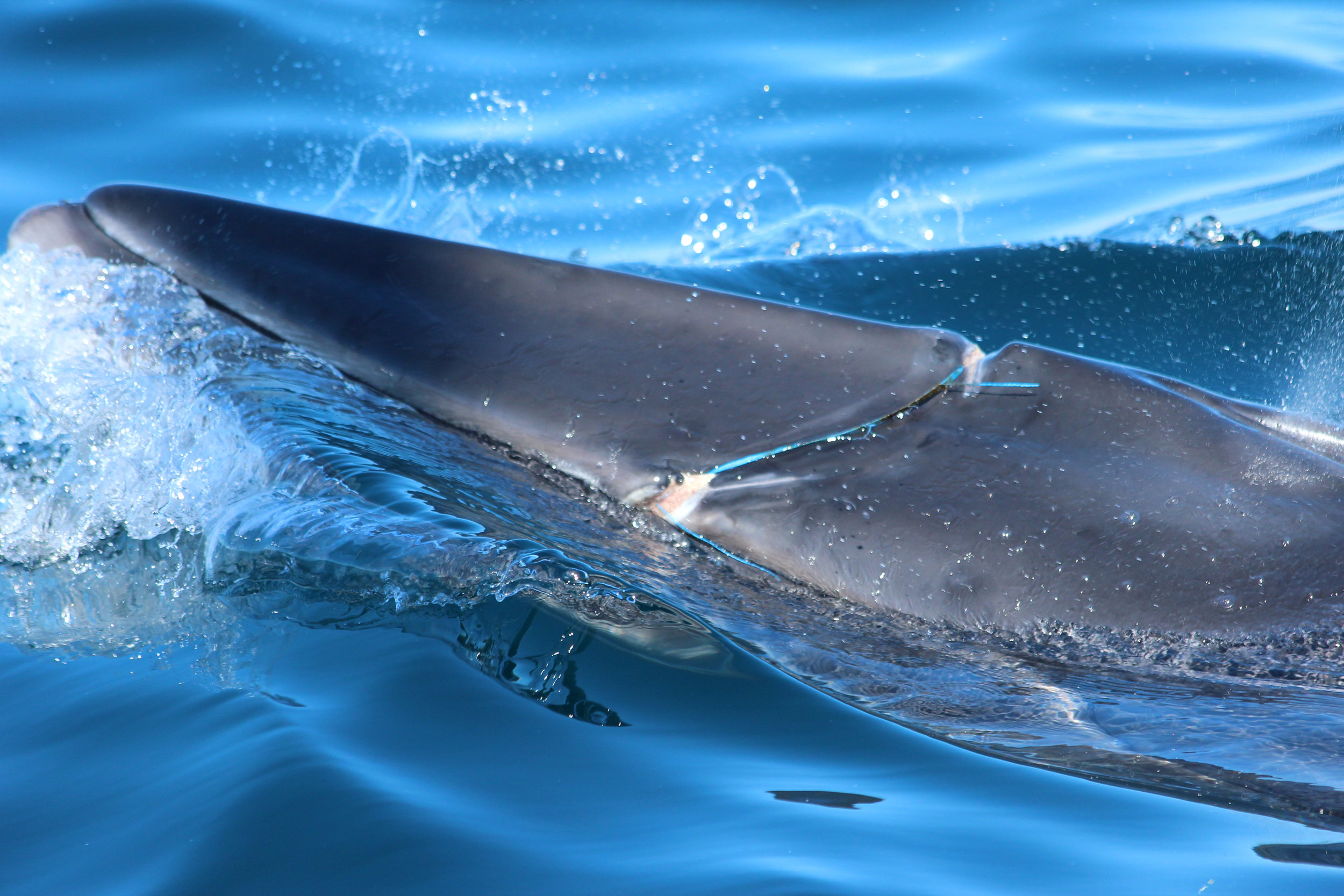 Scotland's Seas: Drowning in Plastic? — Hebridean Whale & Dolphin Trust