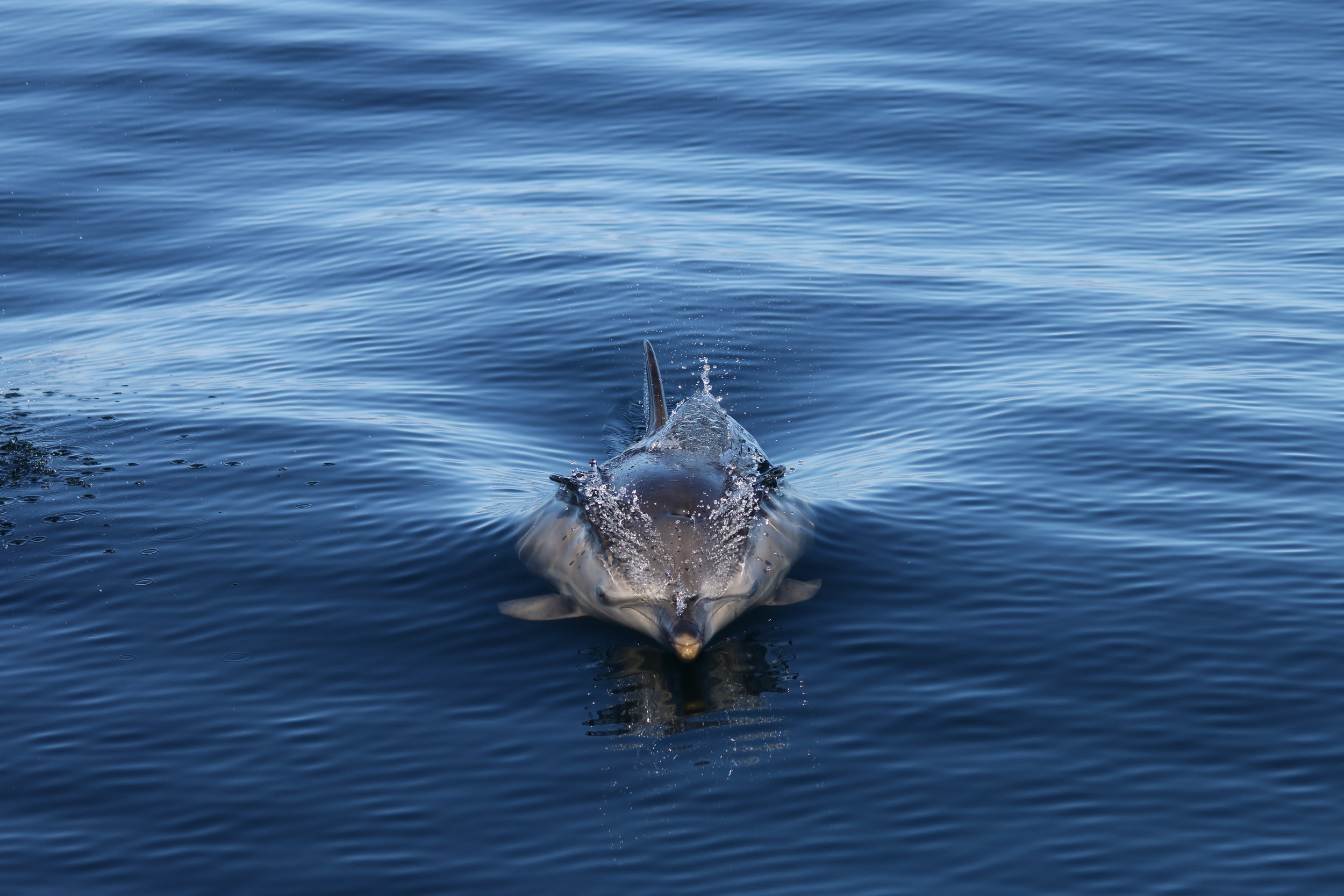 Silurian Survey Round Up: July-October