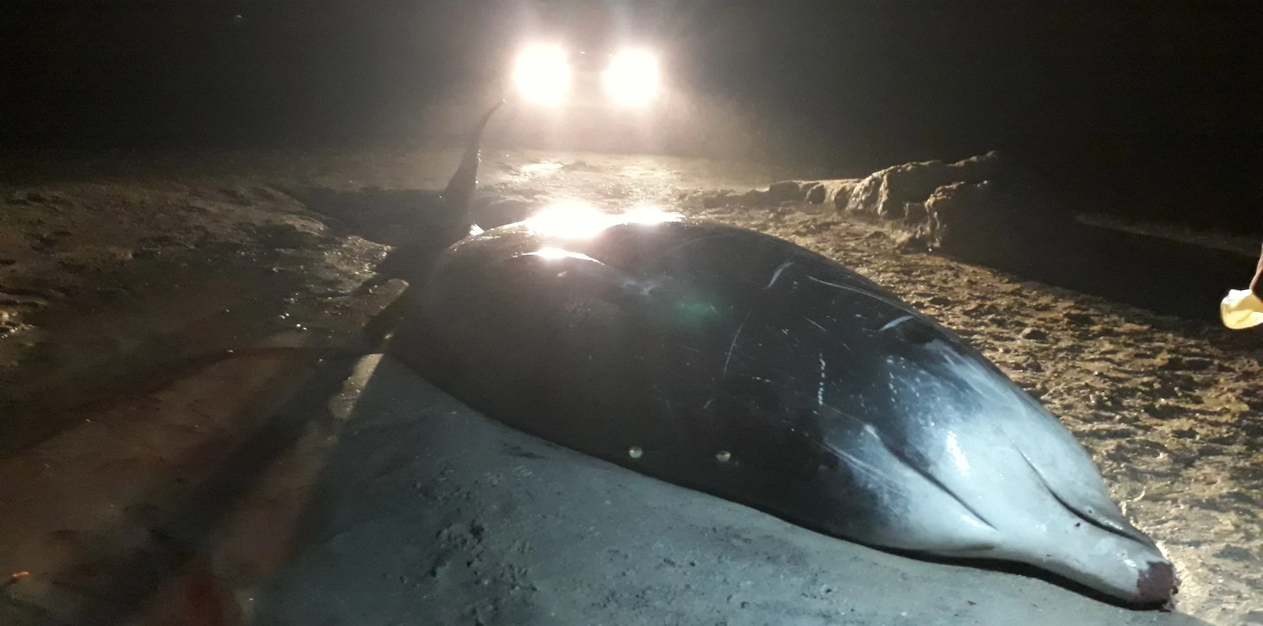 The Cuvier’s beaked whale stranded on Calgary Bay over Hogmanay